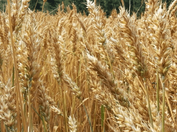 Sumer - Wheat Field